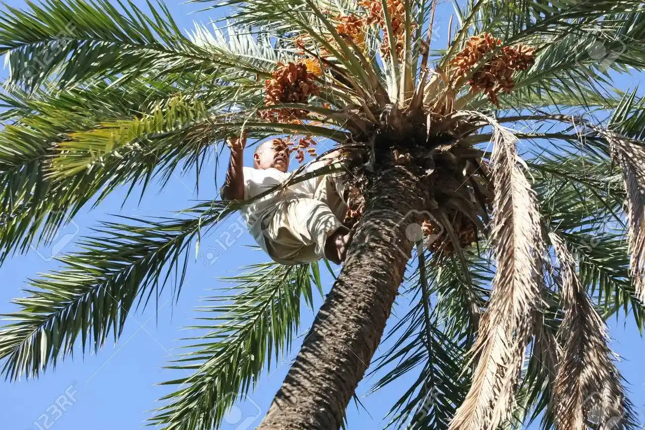TOZEUR, TUNISIA - SEPTEMBER 16 A Worker Climbing On A Palm Tree At A Date  Palm Plantation