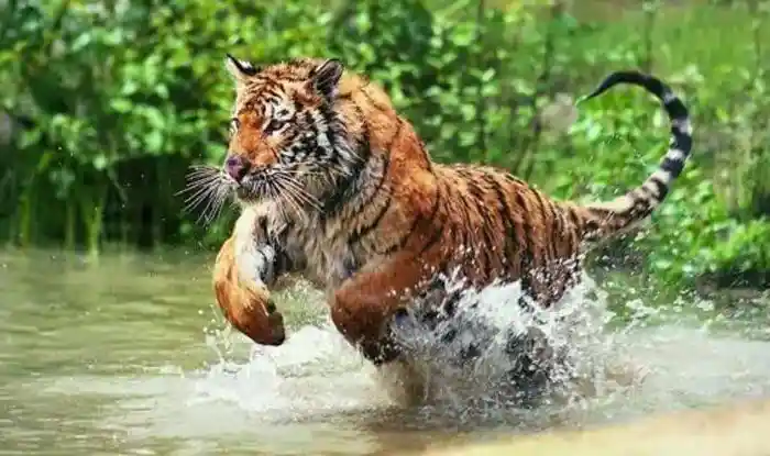 The Royal Bengal tiger; Source: Public Domain