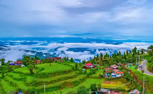 View of Darjeeling Tea Gardens. Source: Google.