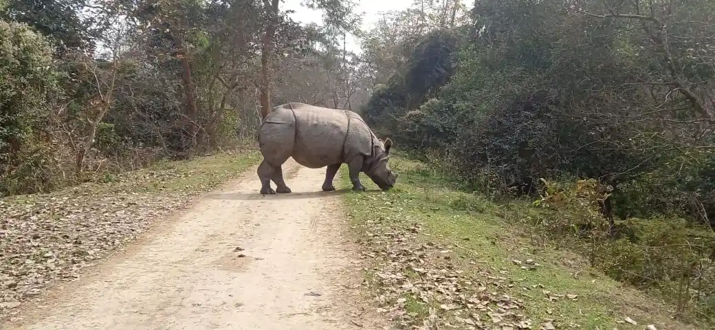 One-horned Rhino at Pobitora Wildlife Sanctuary