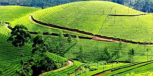 Refreshing tea plantations        Image source (Ooty tourism)