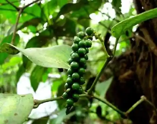 The Pepper Plant and the Raw Drupes which are boiled and sun-dried to give Black corns. Image Source: britannica.com