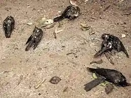 Birds lay dead in Jatinga (image source: timesnowmarathi.com)