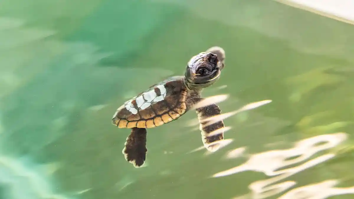 A baby turtle- probably the only non-scary reptile; Source: CM Aquarium