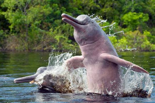 Gangetic River Dolphins: Guardians of the Ganges Ecosystem – Lakes of India