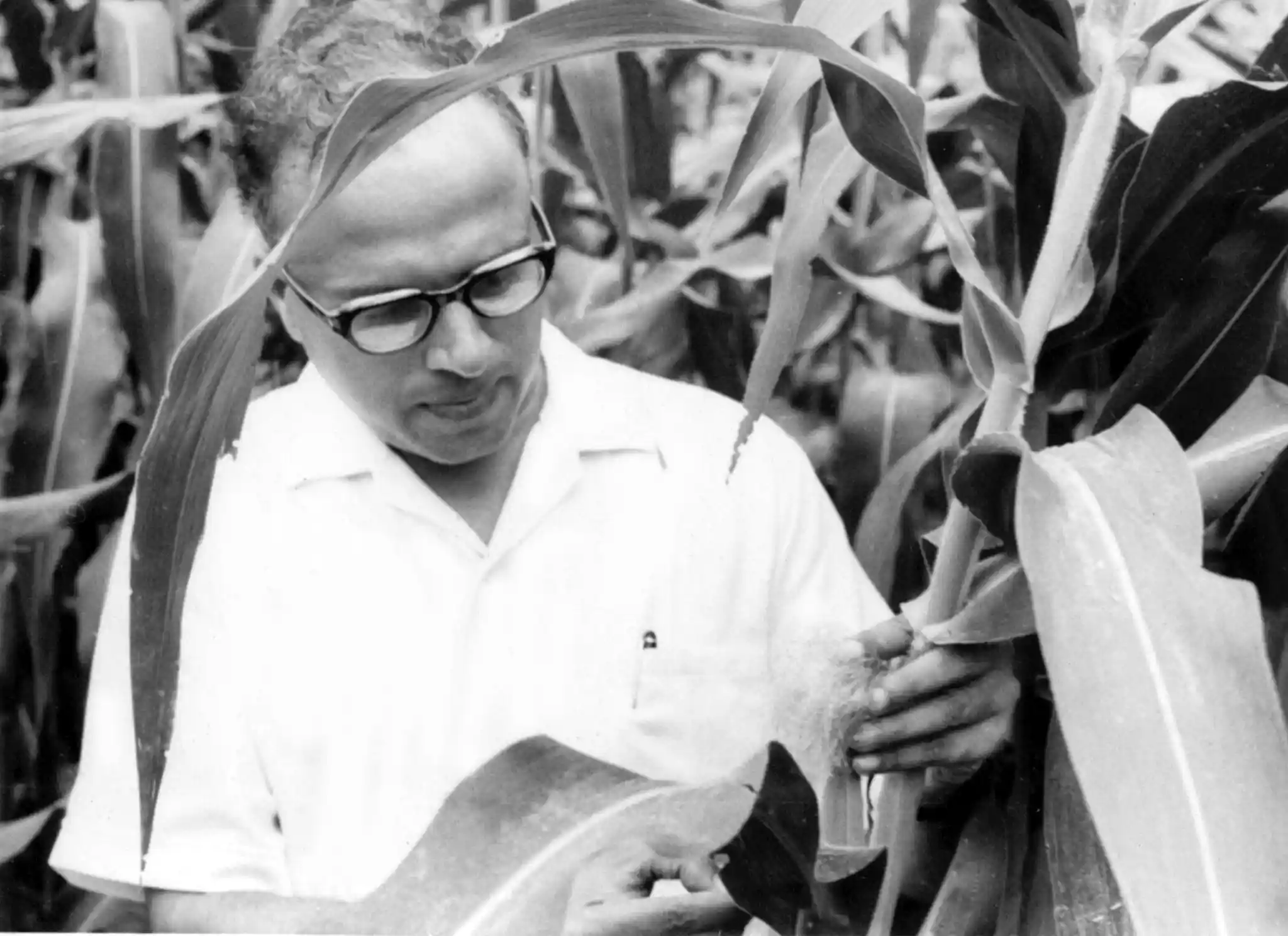 Swaminathan in the fields; Image Source: M S Swaminathan Research Foundation