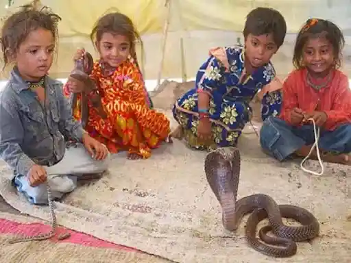 Children in the area are also not terrified of snakes because they were nurtured with venomous creatures; Image Source: Indoreetalk