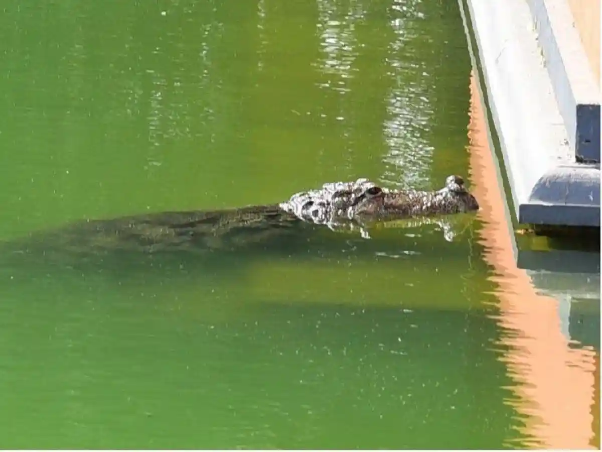 The vegetarian crocodile of the Anantapur lake temple, Babiya, Image source- The News Minute
