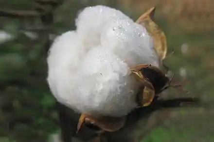 Image caption: A harvest-ready cotton ball in fields of Andhra Pradesh; Image caption: Wikipedia