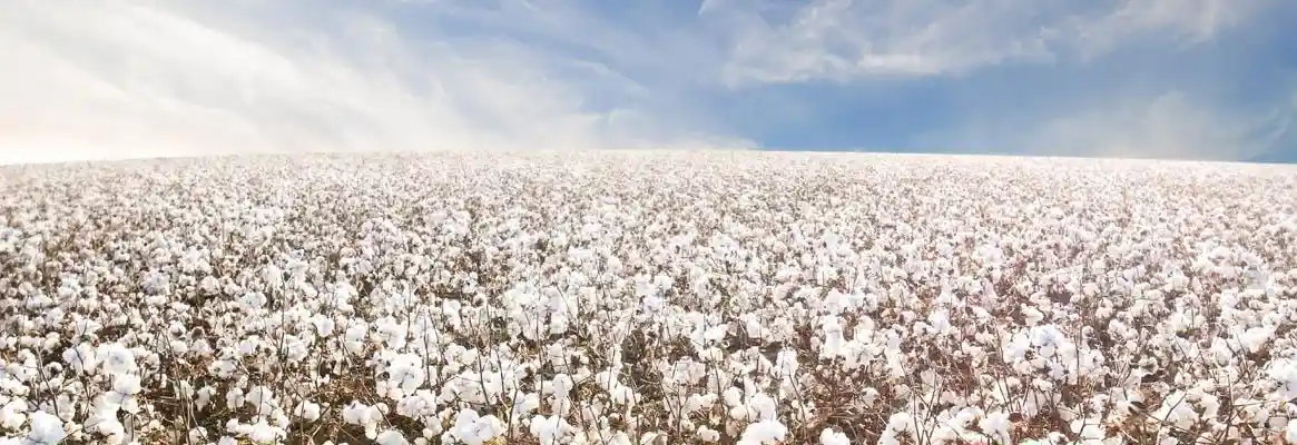 Image caption: A cotton field; Image source: Fibre2Fashion
